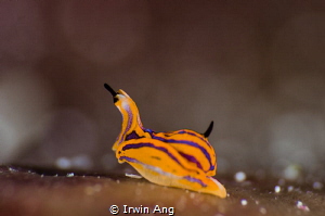 H E A D - U P
Sea slug (Sagaminopteron)
Anilao, Philipp... by Irwin Ang 